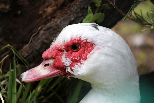 出的卓越技 出的卓越技